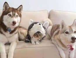 Huskies with kitten wearing a husky costume.