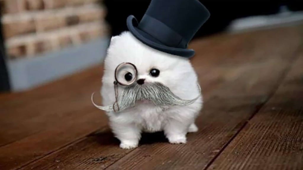 mustachian puppy