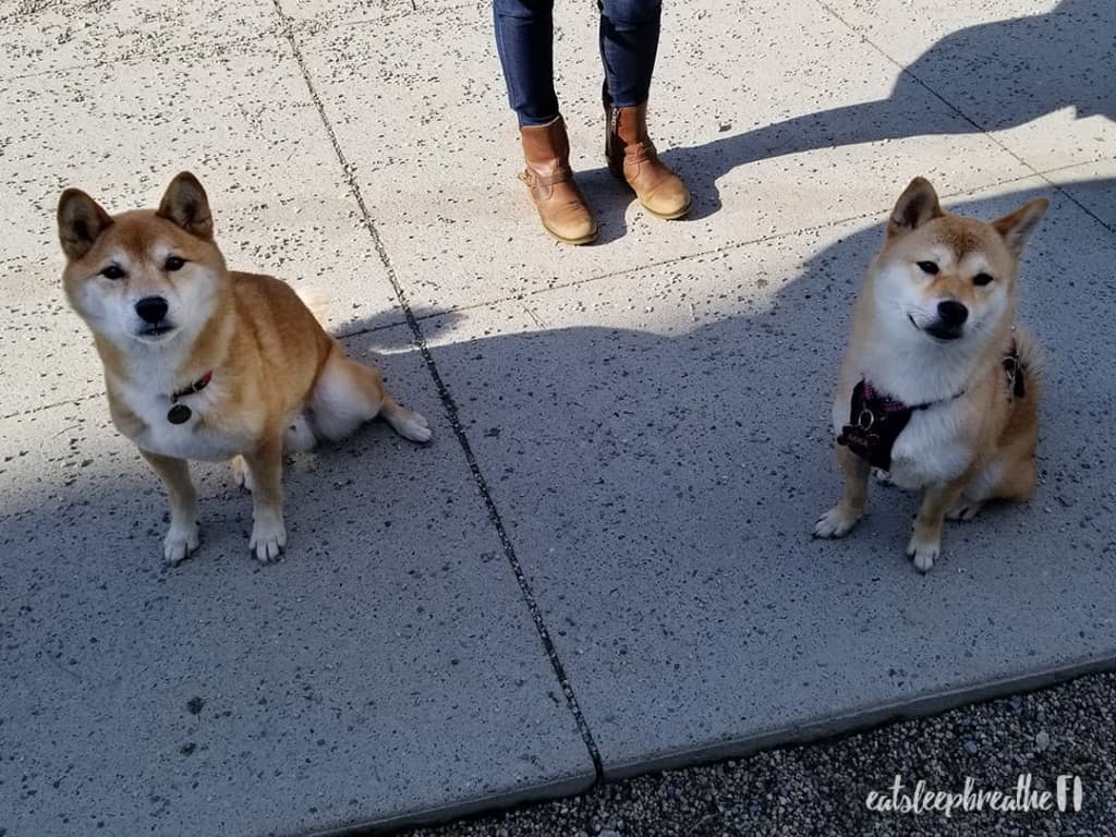 Kuma and Mika the Shiba Inus