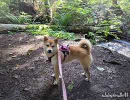 mika in the forest