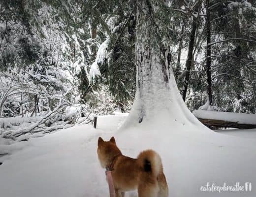 mika january 2020 snow forest