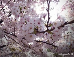 cherry blossoms in japan