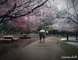 inokashira park japan