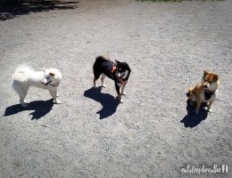 shiba meetup 2