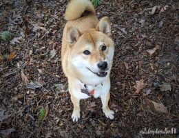 mika in the mud